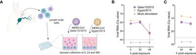 Enhanced antiviral immunity and dampened inflammation in llama lymph nodes upon MERS-CoV sensing: bridging innate and adaptive cellular immune responses in camelid reservoirs
